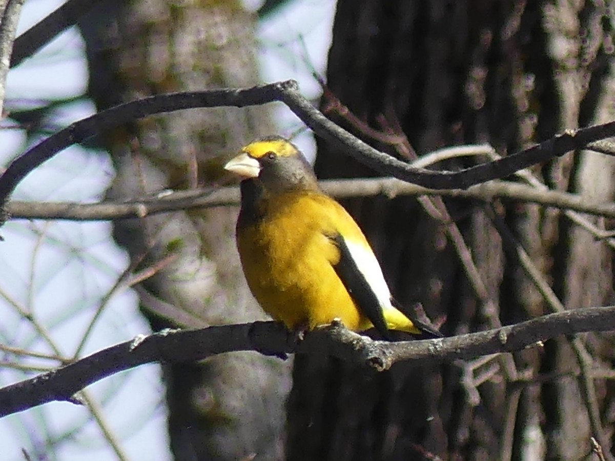 Abendkernbeißer - ML646932173