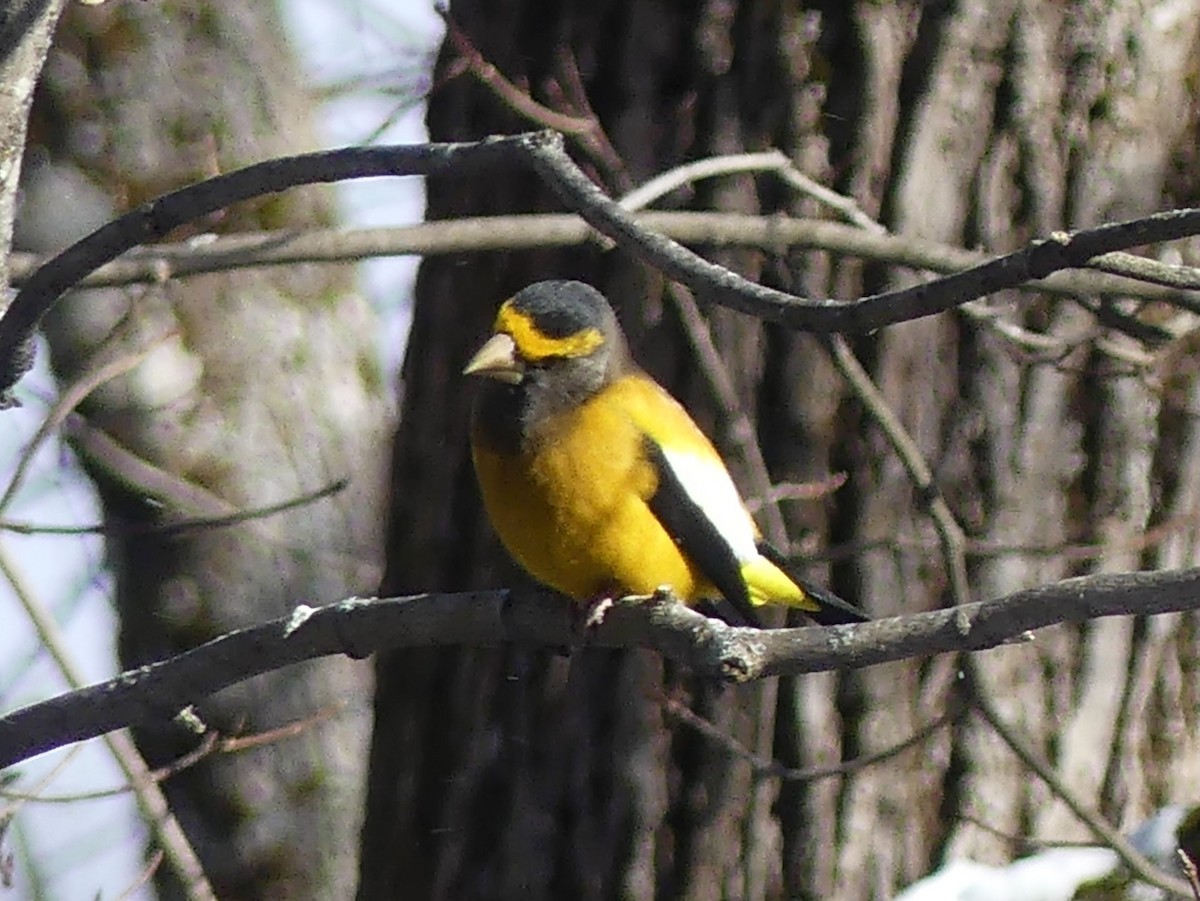 Abendkernbeißer - ML646932174