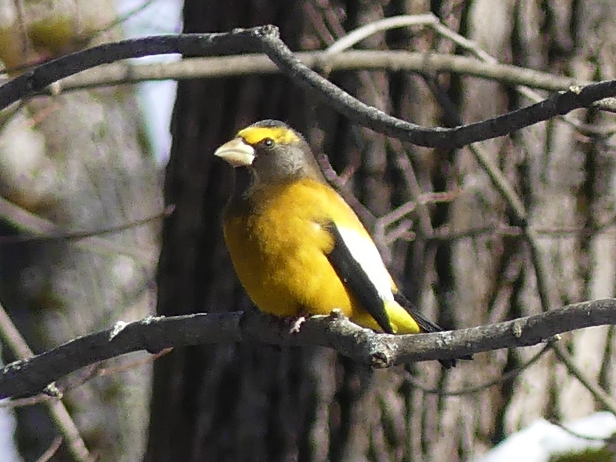 Abendkernbeißer - ML646932175