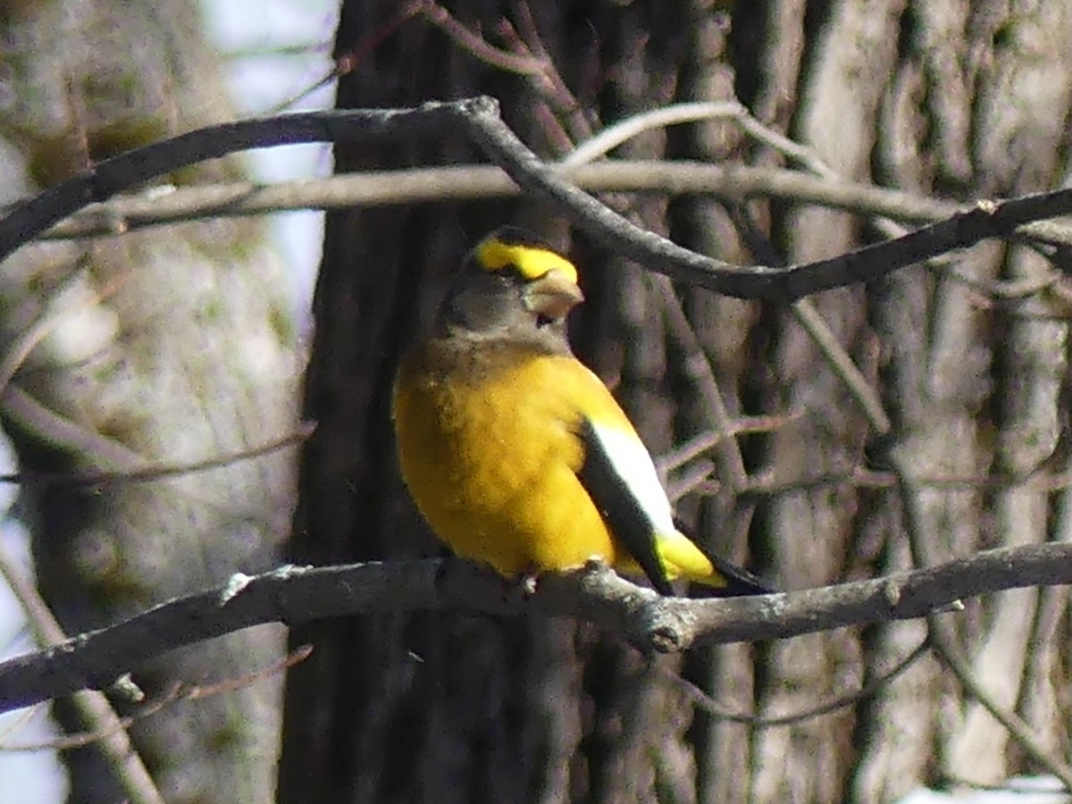 Abendkernbeißer - ML646932176