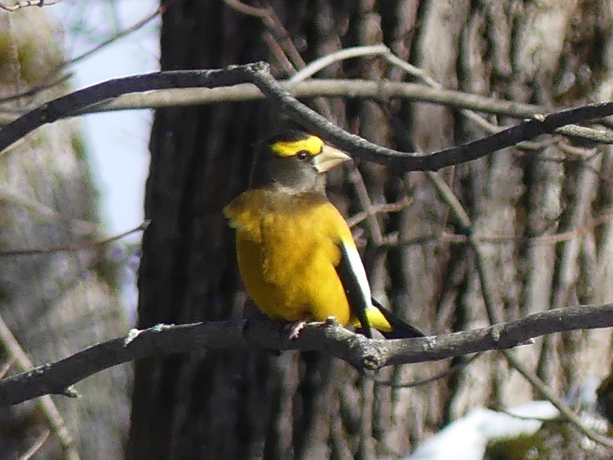 Abendkernbeißer - ML646932177