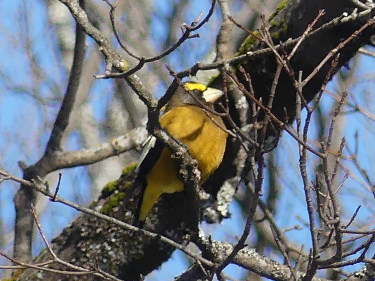 Abendkernbeißer - ML646932178