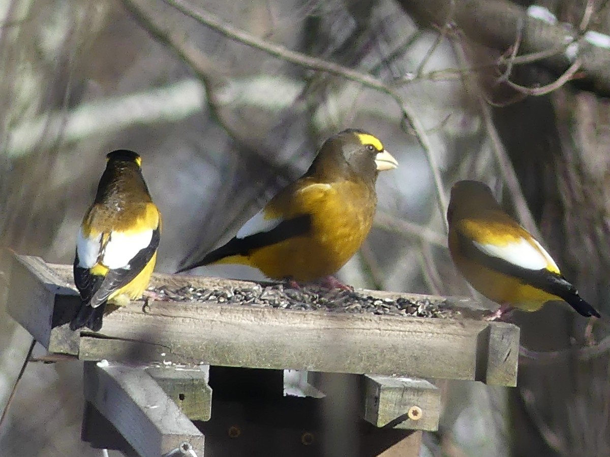 Abendkernbeißer - ML646932179