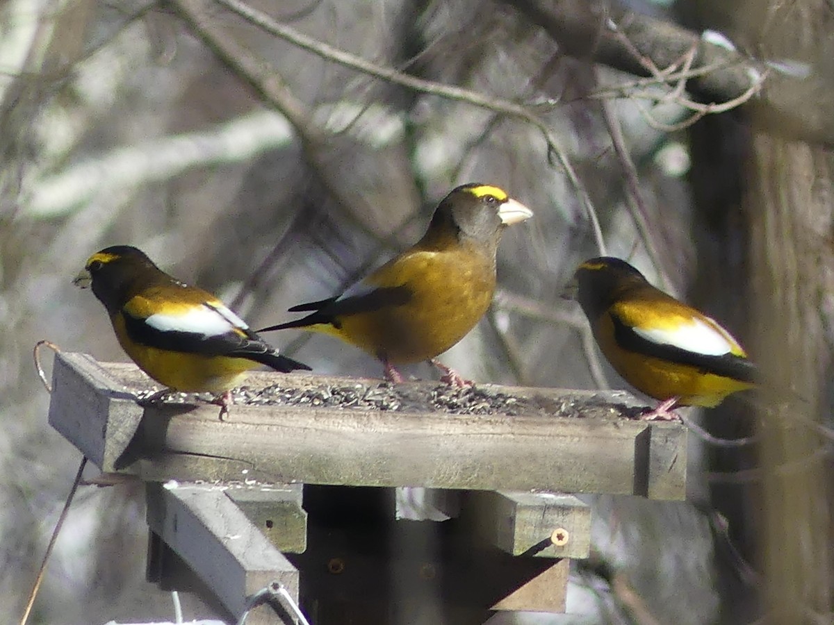 Abendkernbeißer - ML646932180