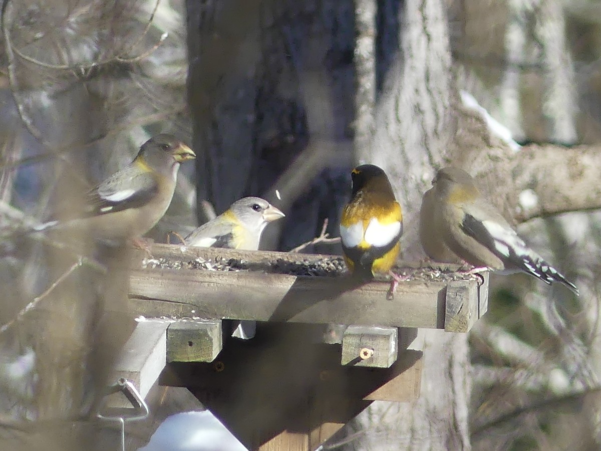 Abendkernbeißer - ML646932181