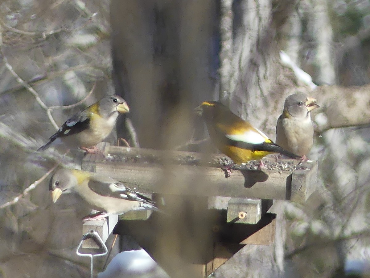 Abendkernbeißer - ML646932182