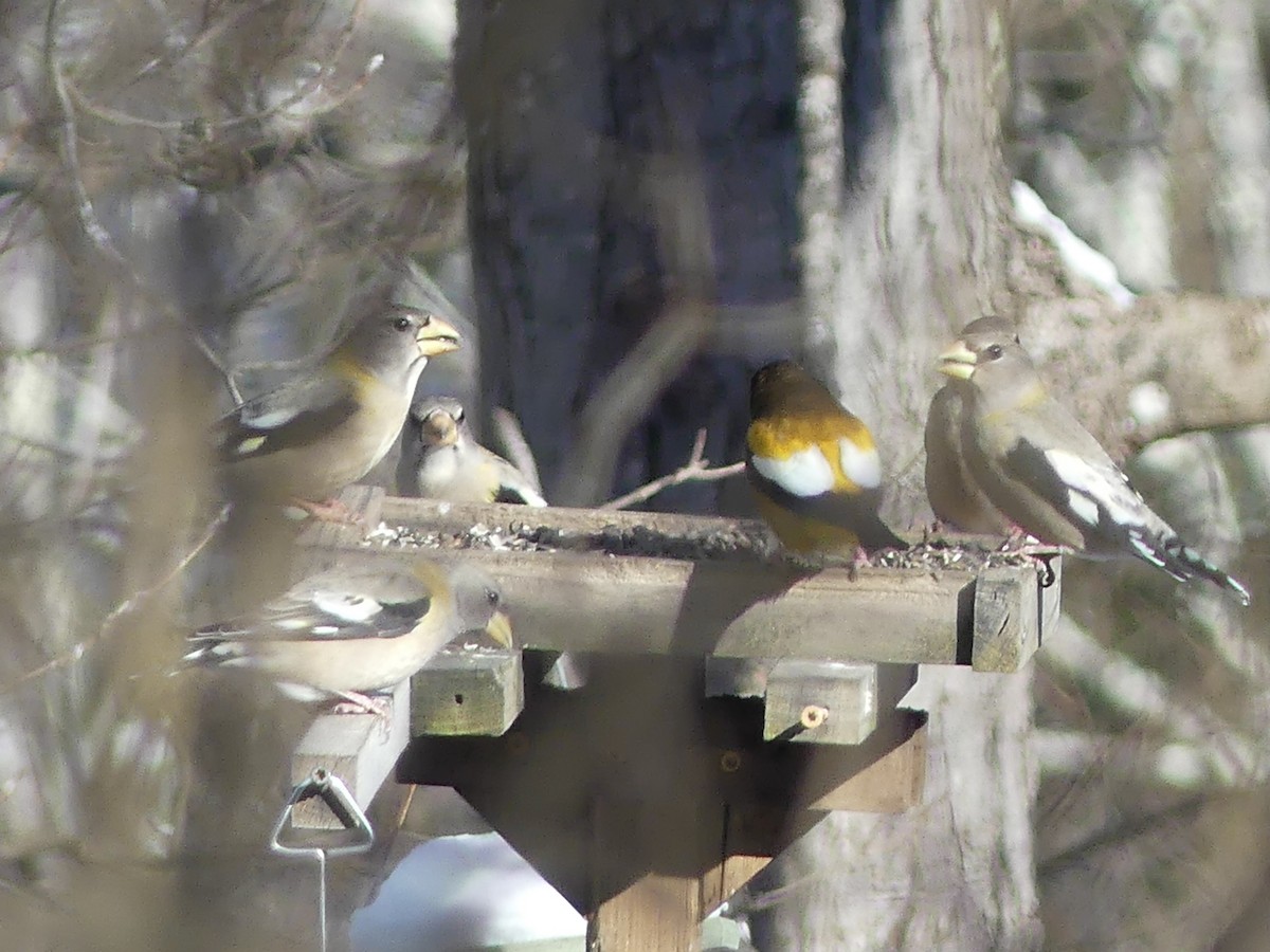 Abendkernbeißer - ML646932183