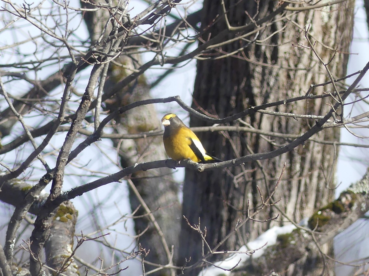 Abendkernbeißer - ML646932184