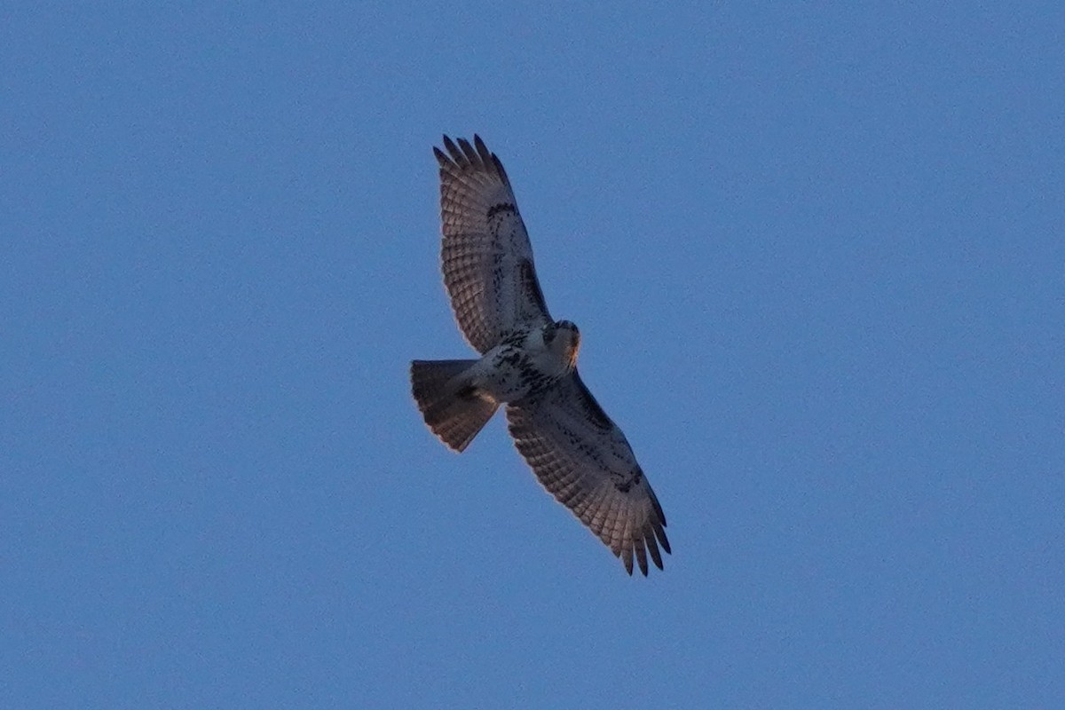 Red-tailed Hawk - ML646932185