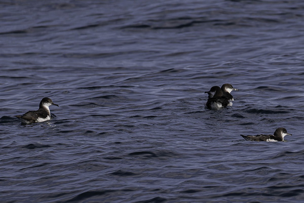 Manx Shearwater - ML646932189
