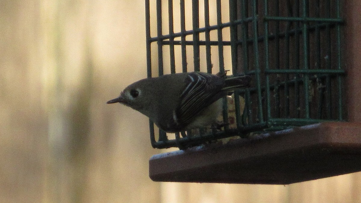 Ruby-crowned Kinglet - ML646932195