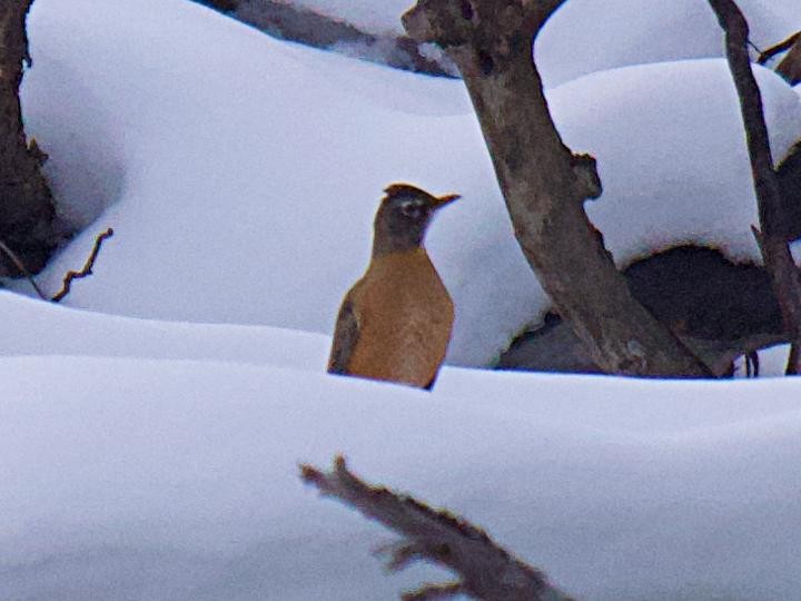 American Robin - ML646932196