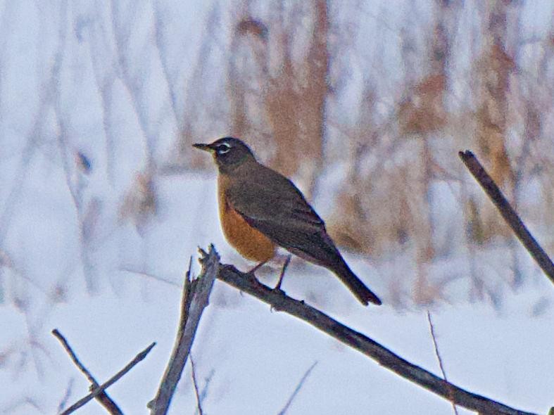 American Robin - ML646932197