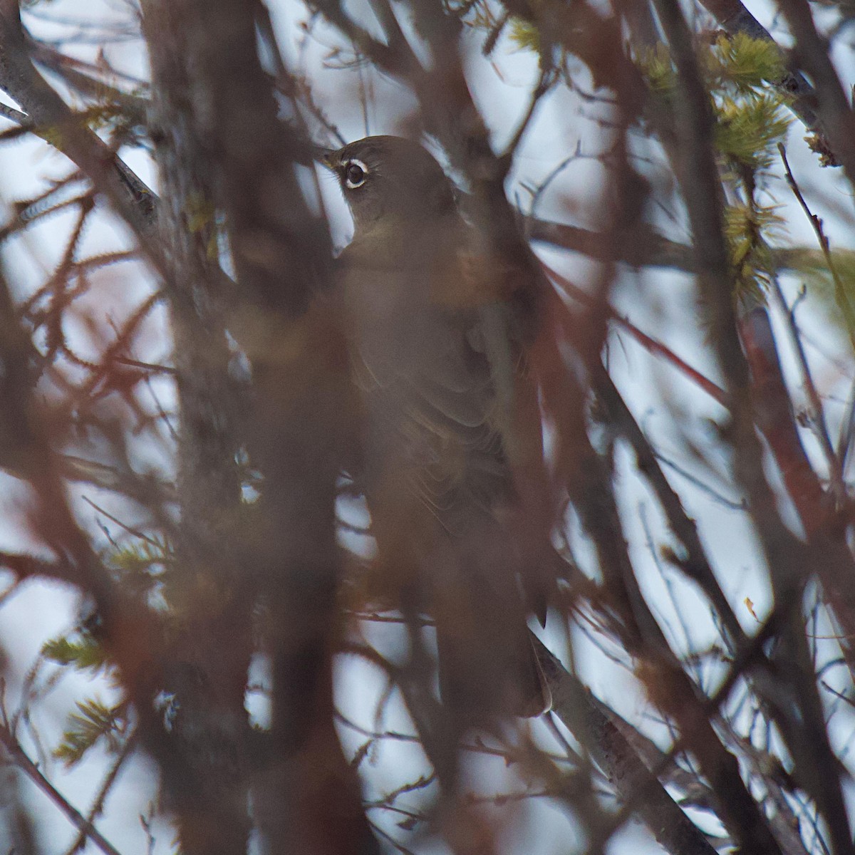 American Robin - ML646932198