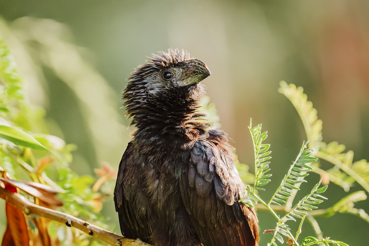 Ani à bec cannelé - ML646932202