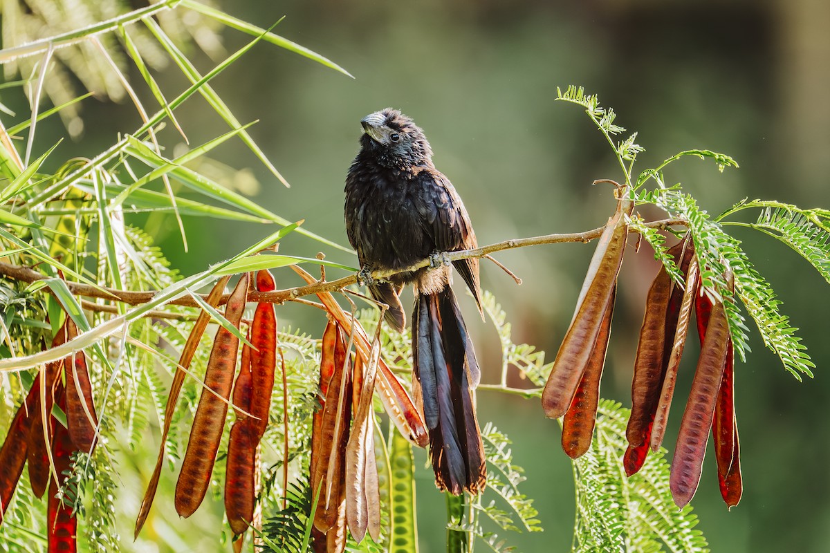 Ani à bec cannelé - ML646932203