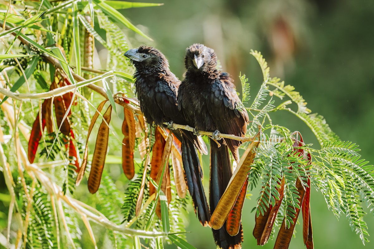 Ani à bec cannelé - ML646932204