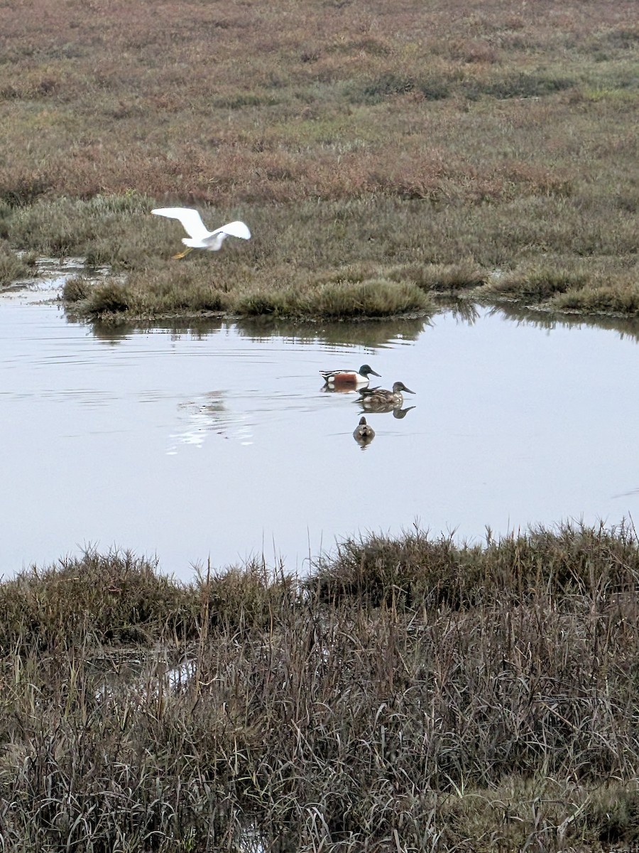 Canard souchet - ML646932206