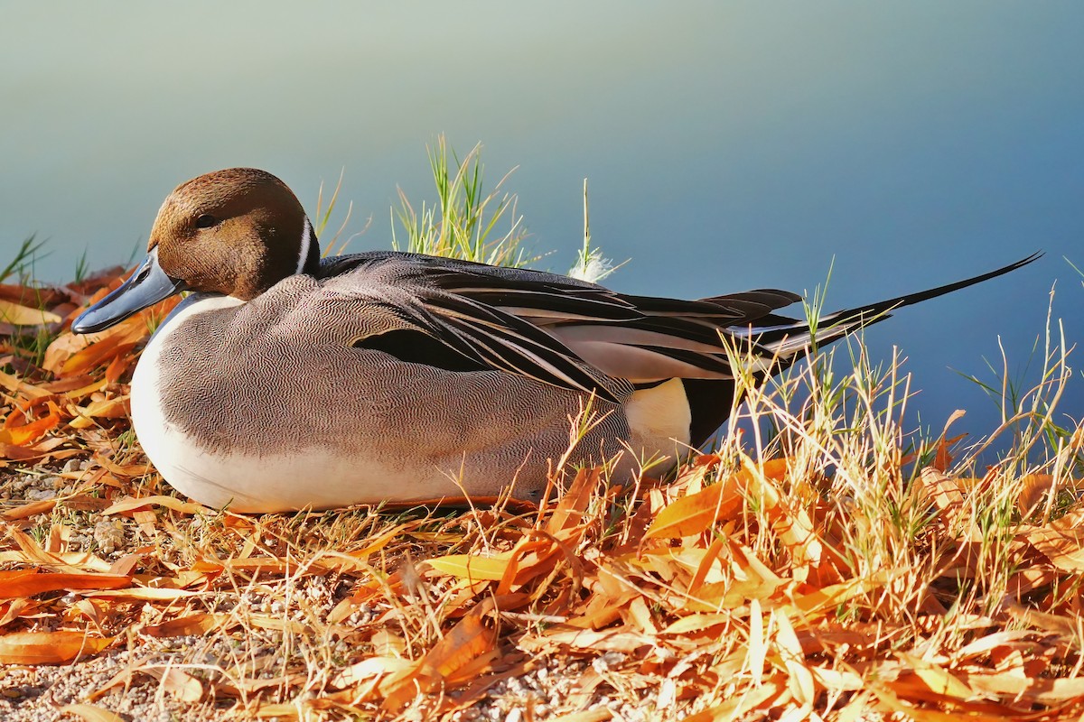 Northern Pintail - ML646932207