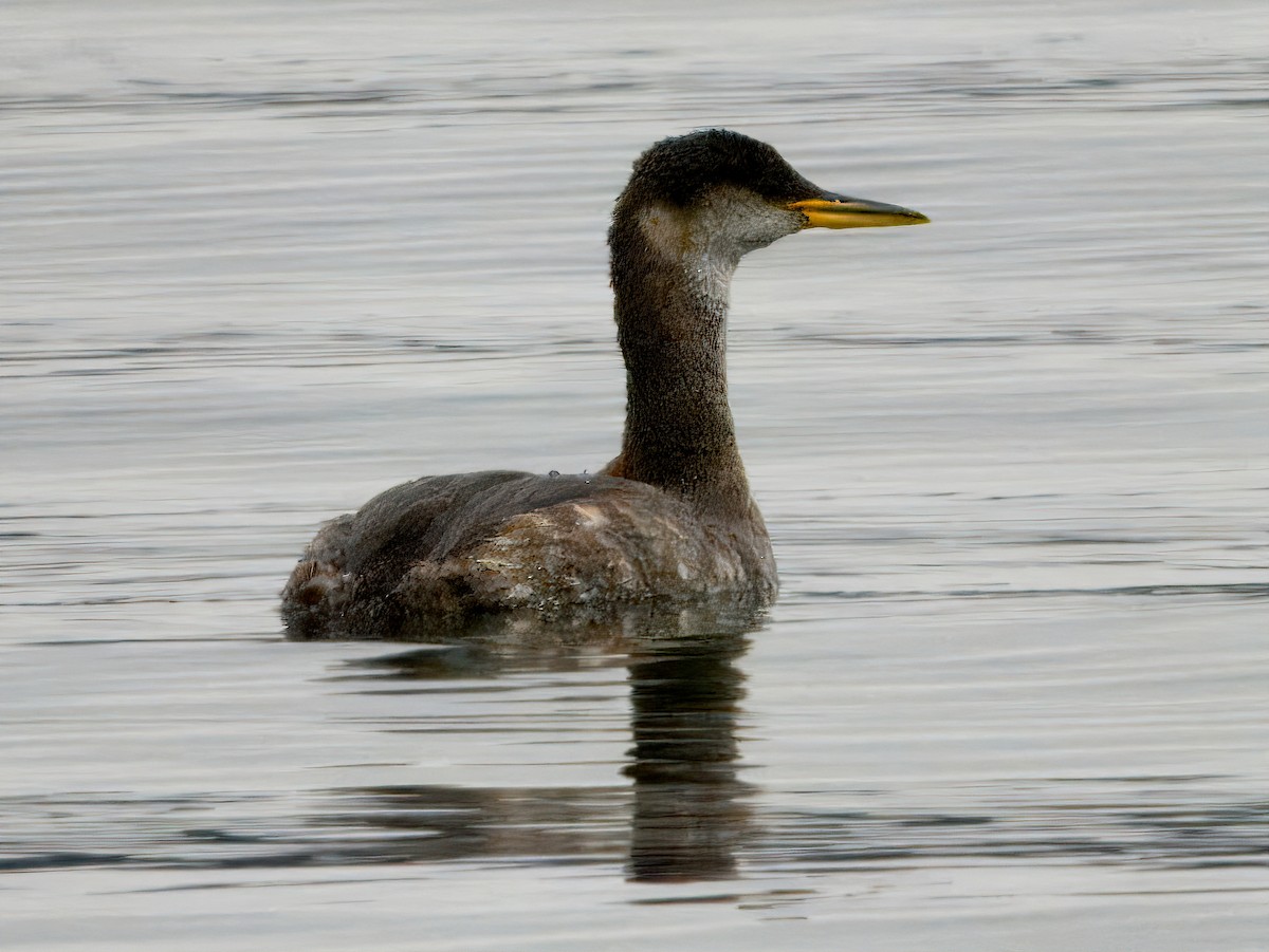 Серощёкая поганка - ML646932217