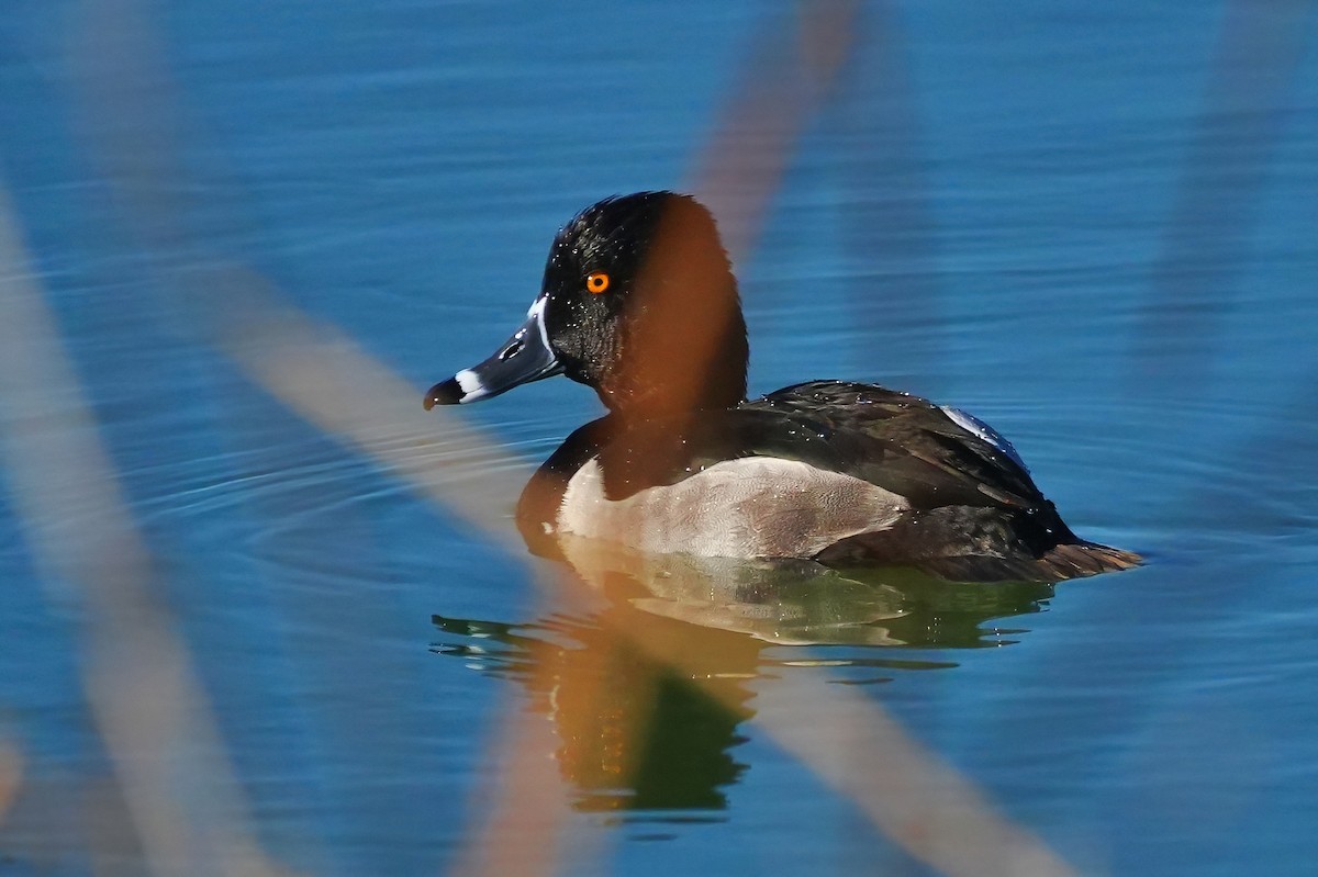 Ring-necked Duck - ML646932220