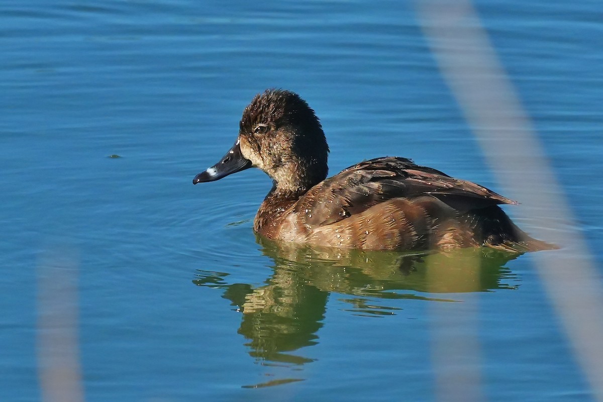 Ring-necked Duck - ML646932221
