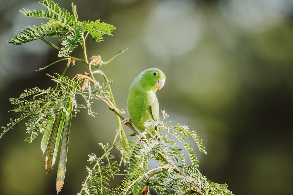 Toui céleste - ML646932223