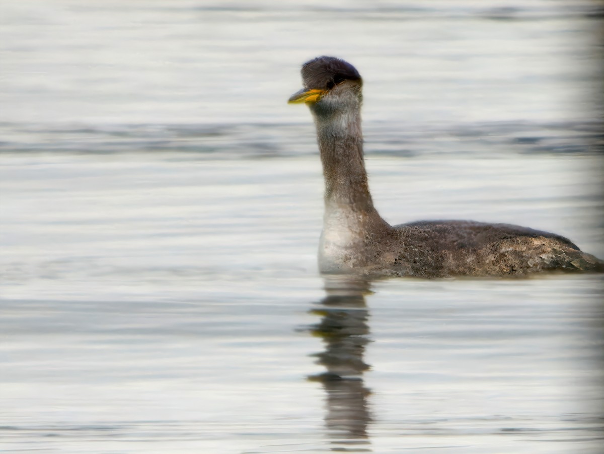 Серощёкая поганка - ML646932229