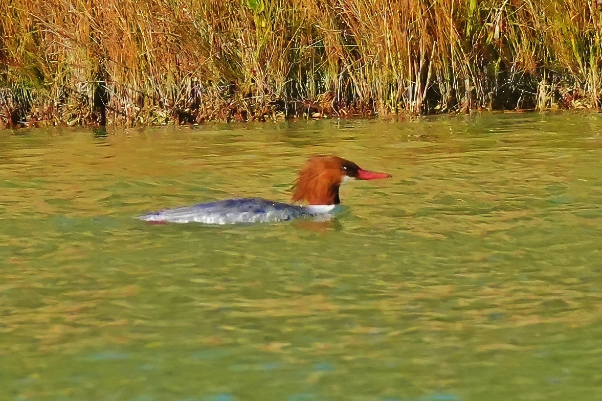 Common Merganser - ML646932232