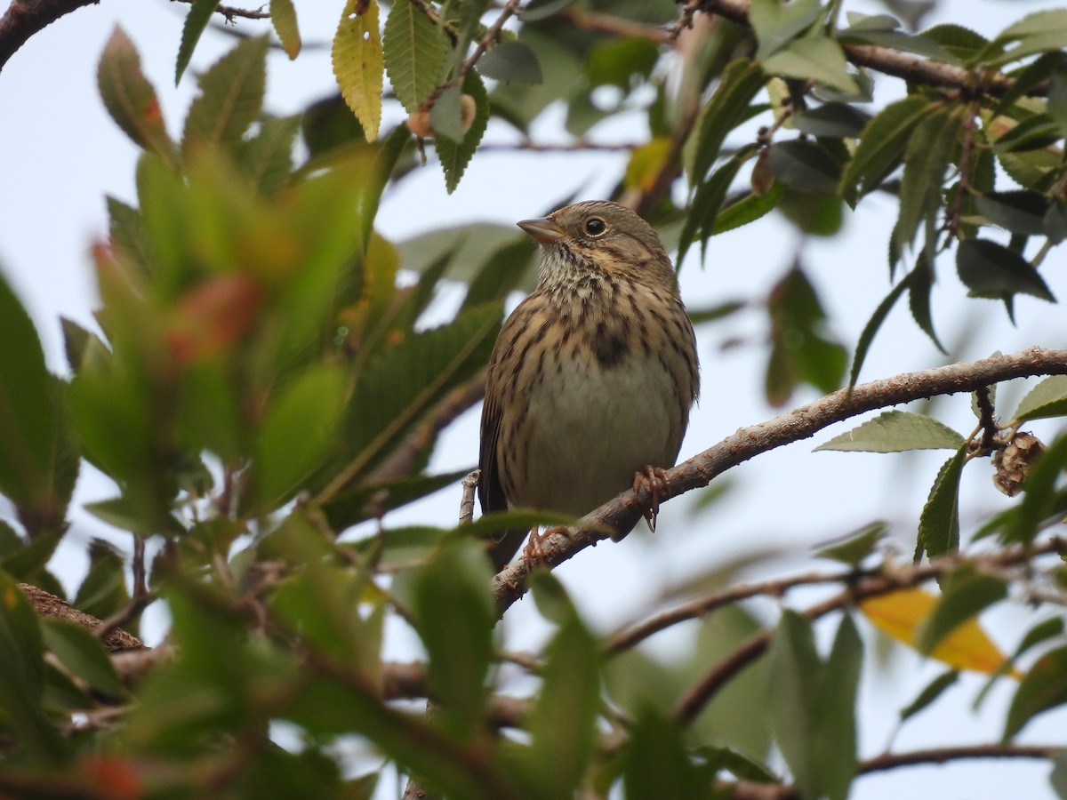 strnadec pruhohlavý - ML646932240