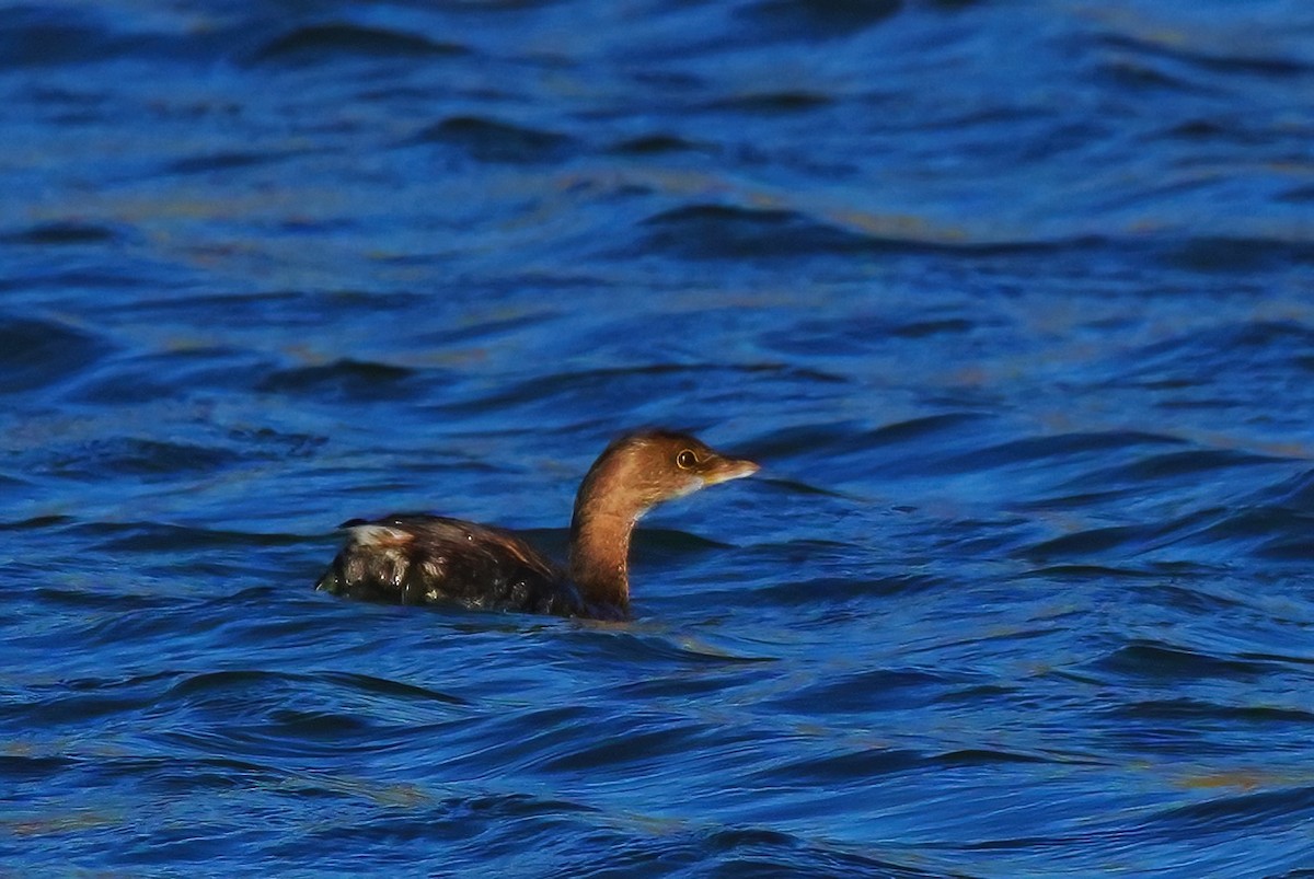 Pied-billed Grebe - ML646932245