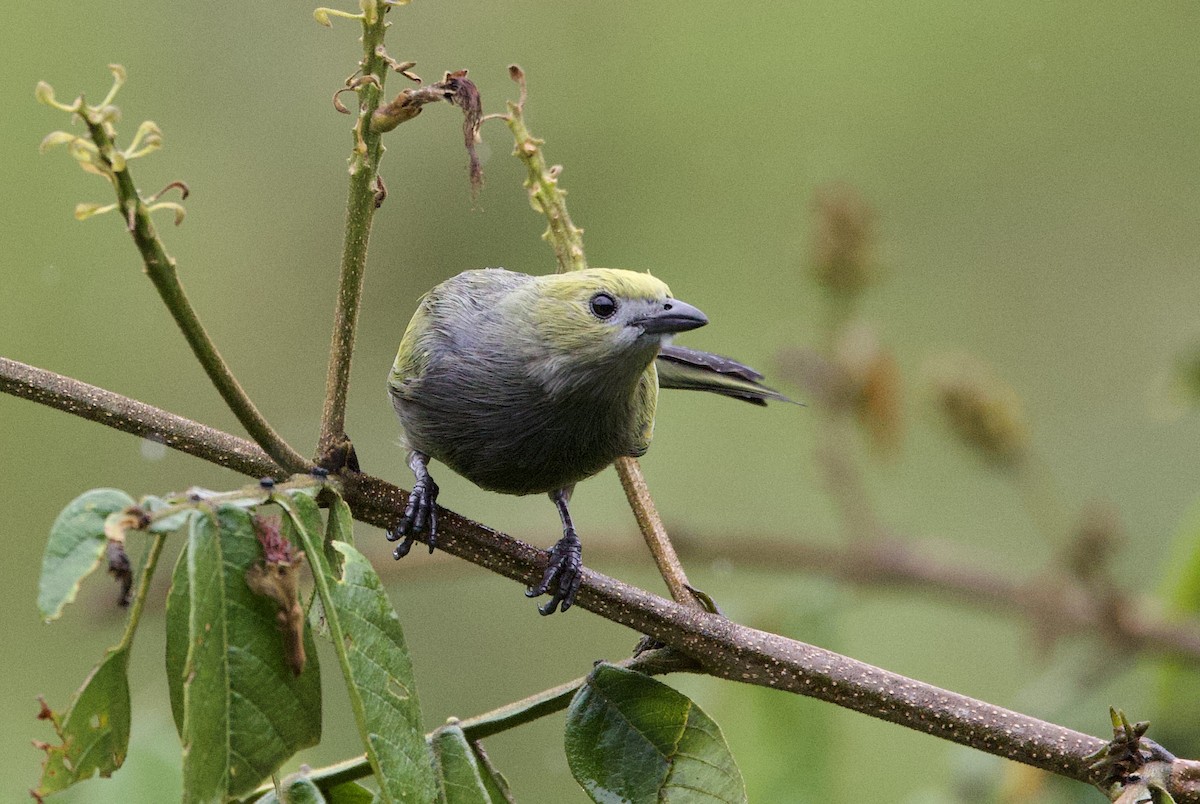 Tangara Palmera - ML646932246