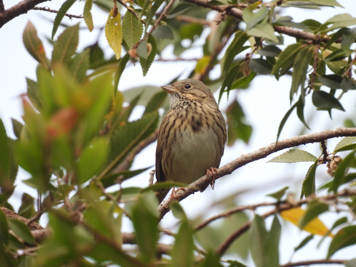 strnadec pruhohlavý - ML646932247