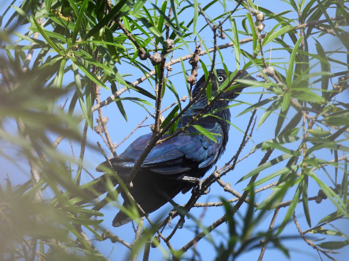 ani velká - ML646932248