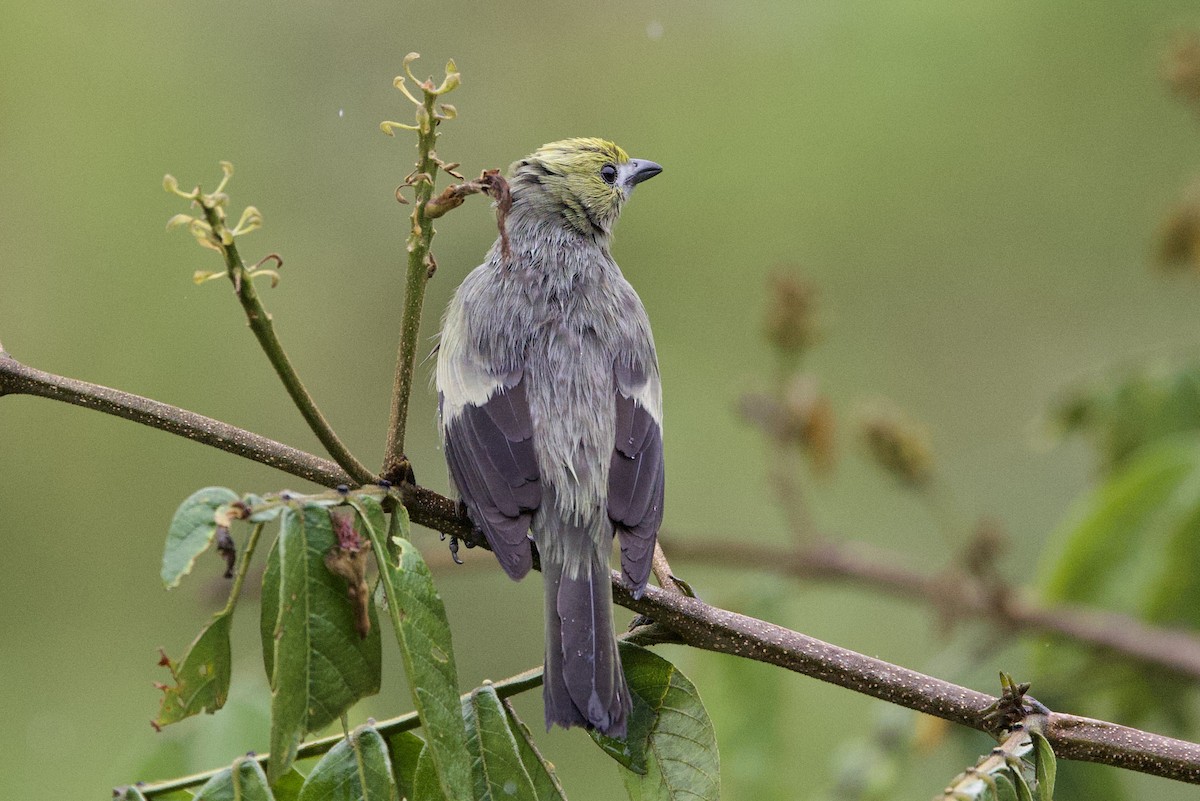 Tangara Palmera - ML646932249
