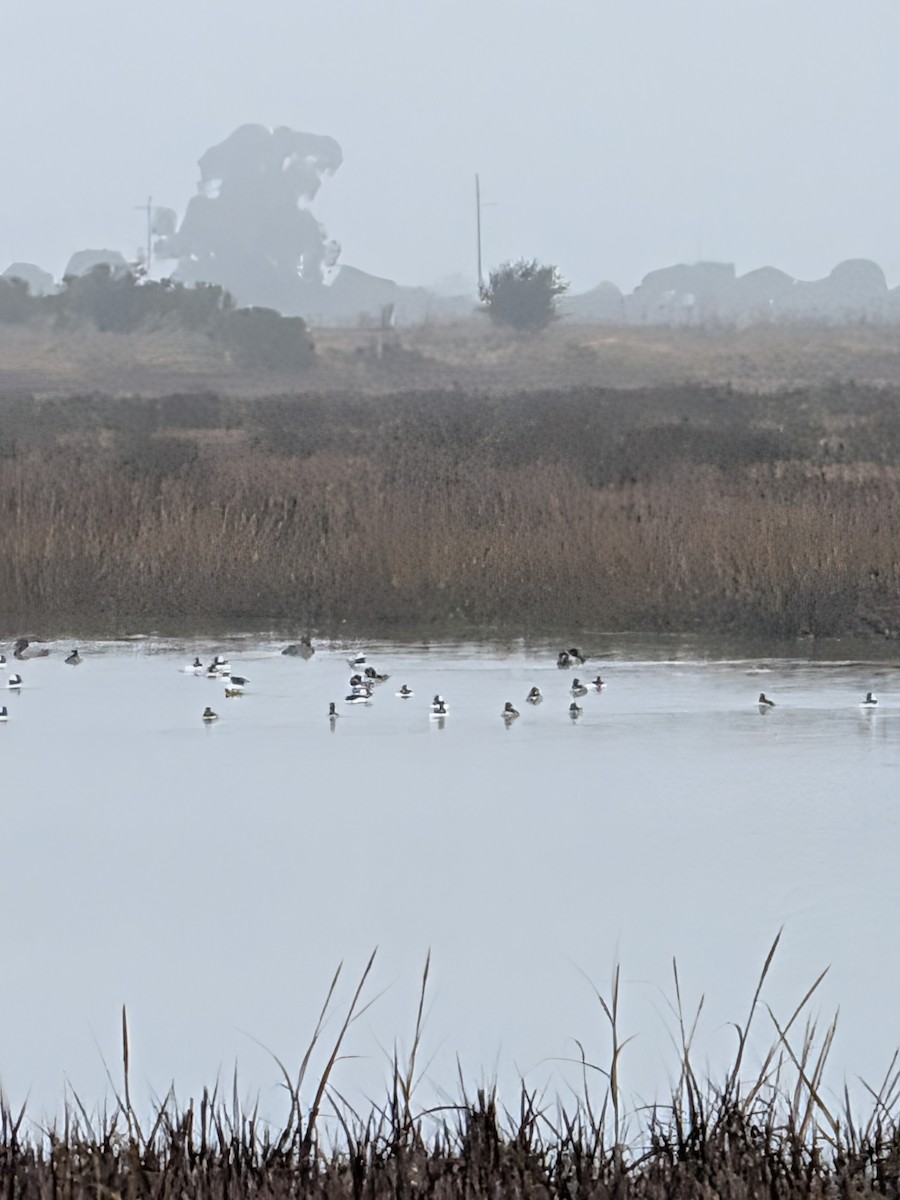 Garrot à oeil d'or - ML646932251