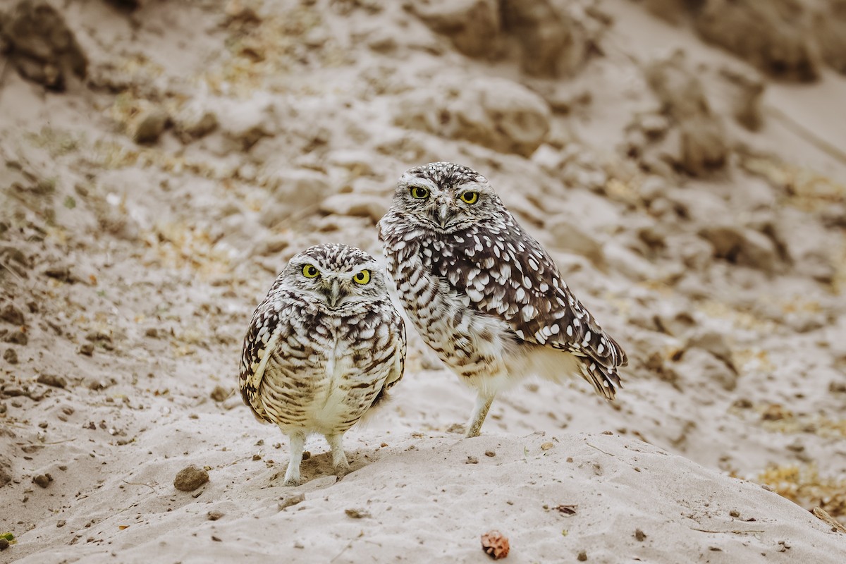 Chevêche des terriers - ML646932260