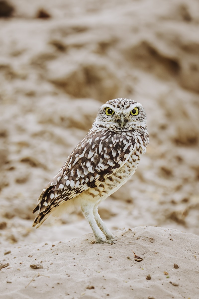 Chevêche des terriers - ML646932261