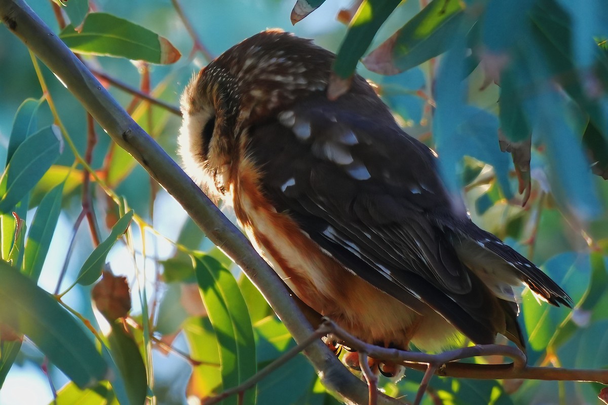 Northern Saw-whet Owl - ML646932262