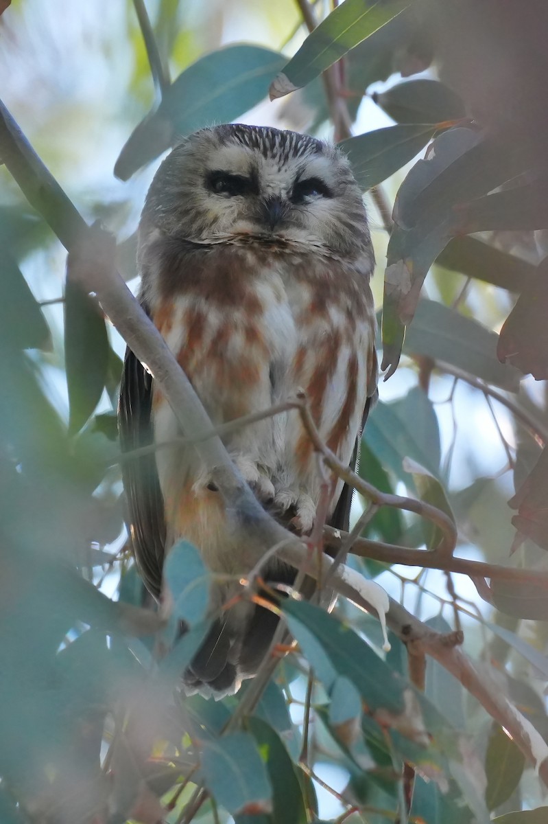 Northern Saw-whet Owl - ML646932263