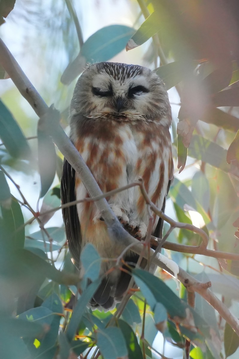 Northern Saw-whet Owl - ML646932265