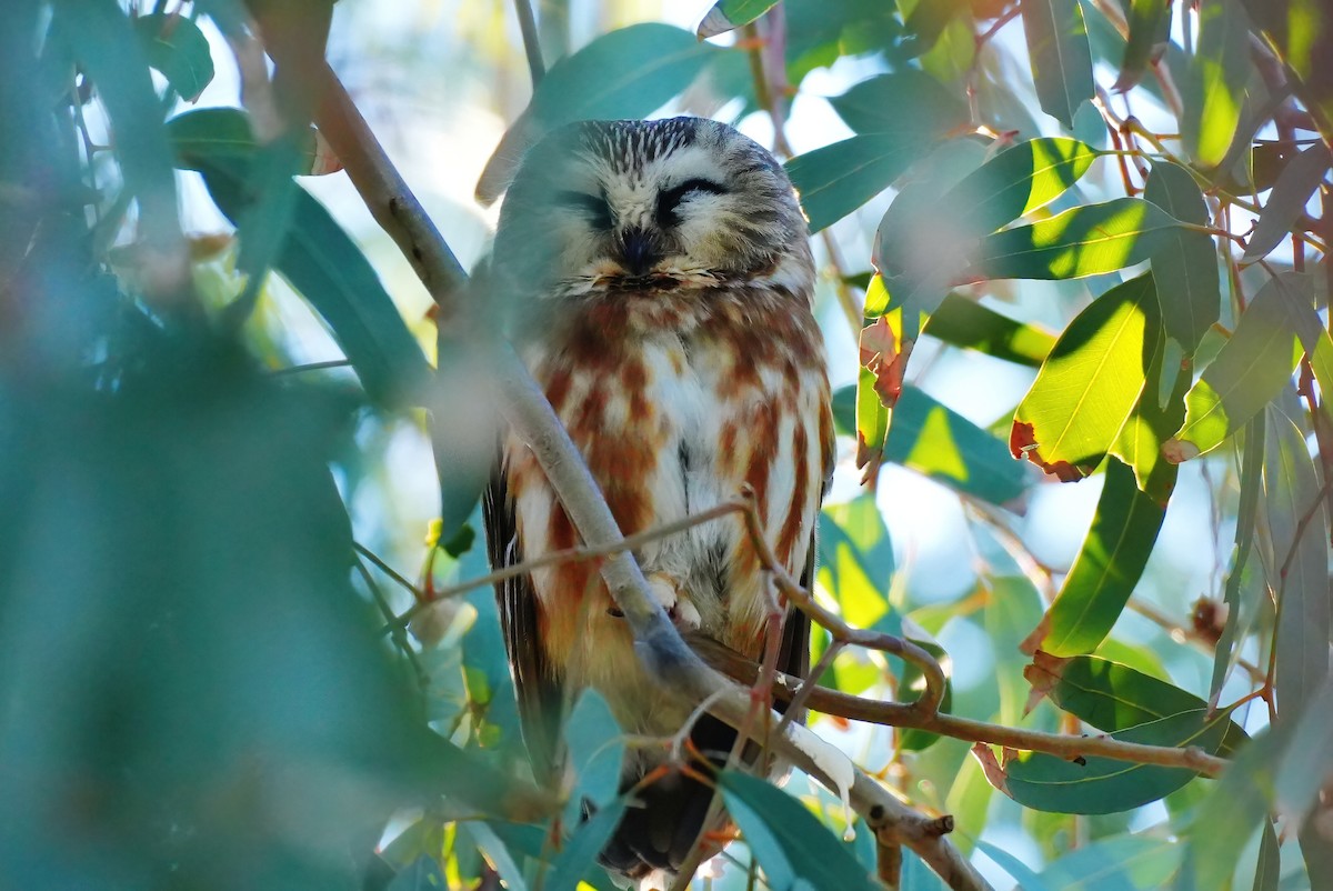 Northern Saw-whet Owl - ML646932266