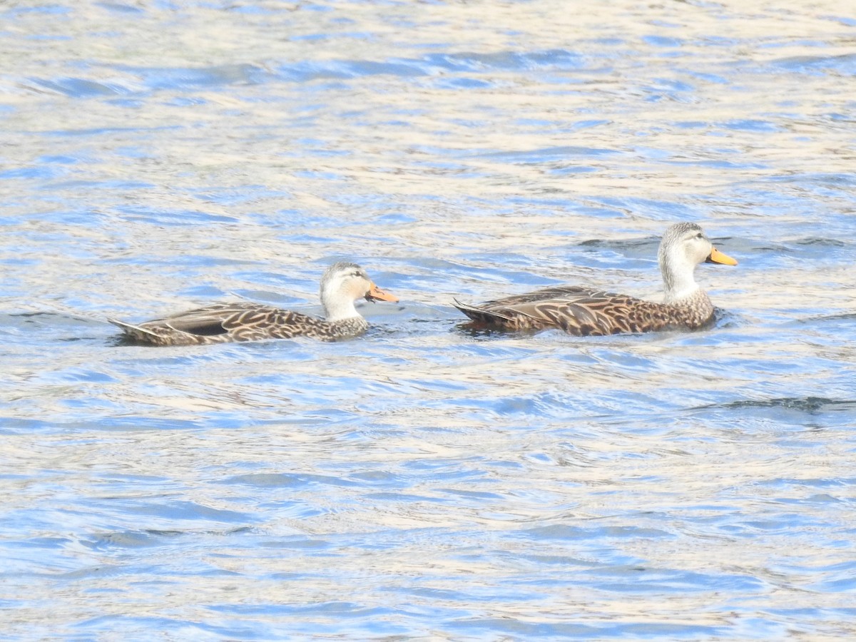 マダラガモ - ML646932270