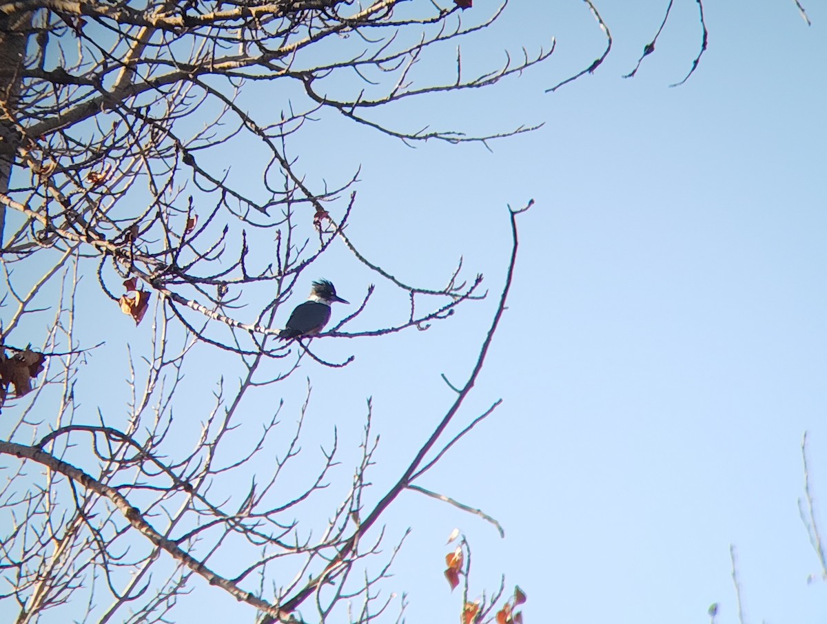 Belted Kingfisher - ML646932280
