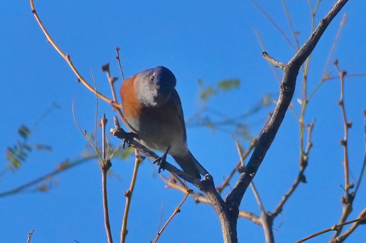 Western Bluebird - ML646932282