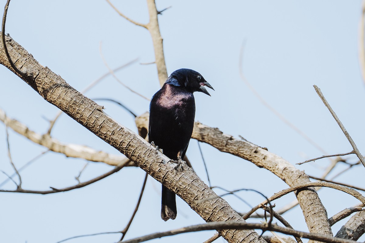 Quiscale buissonnier - ML646932286