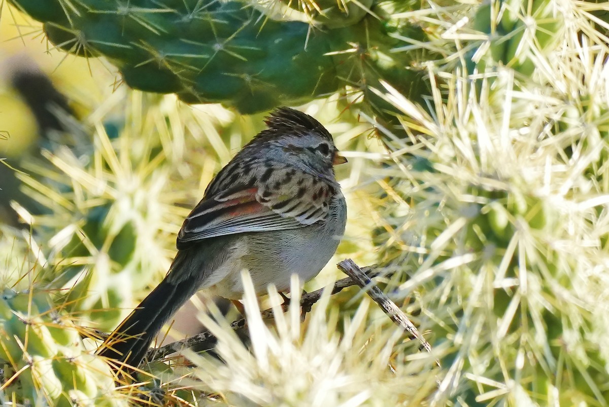 Rufous-winged Sparrow - ML646932292