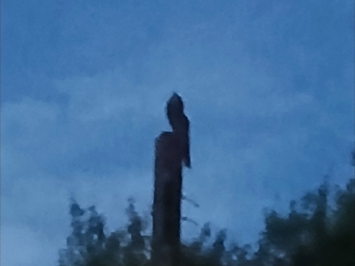 Klagetagschläfer - ML646932295