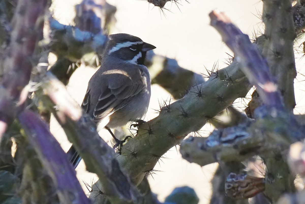 Black-throated Sparrow - ML646932303