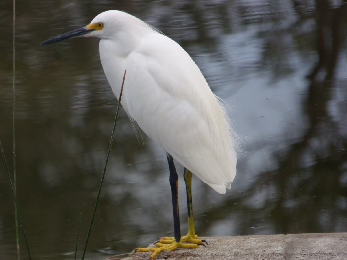 snøhegre - ML646932306